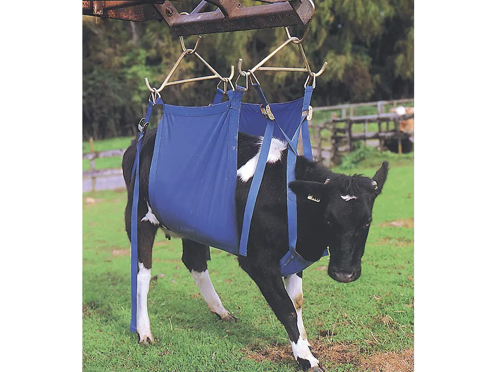 Lifting / carrying strap for cows